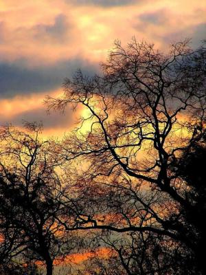 Trees and Clouds.jpg