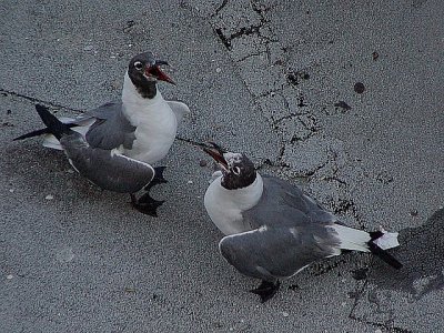   July 2006  Bonding Ritual of Laughing Gulls 