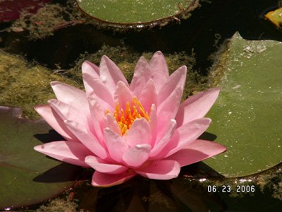 Pink Lily.jpg