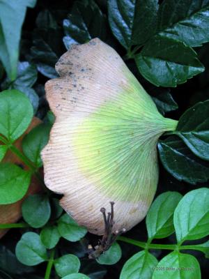 Leaves