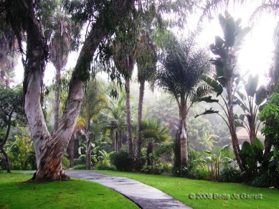 pp_eucalyptus_path1.jpg