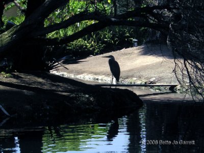 pp_waterbird2.JPG