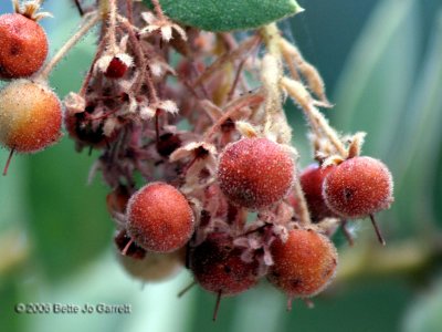 Manzanita berries in Idyllwild