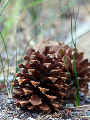 Pine cones in morning light