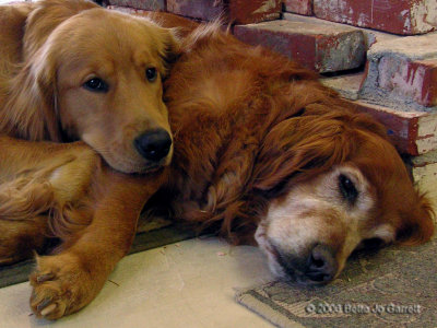 Dogs at Mountain Beadworks outside Julian, CA