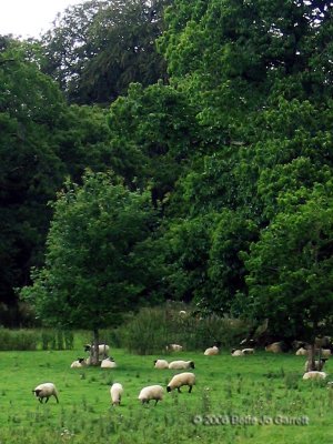 Sheep in pasture near the Famine Museum, County Roscommon