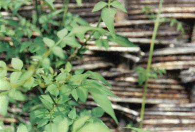 plants 1