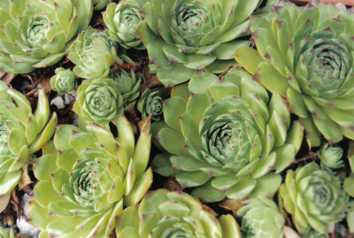 plants 2