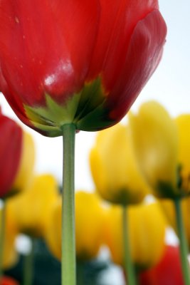 Tulips of Skagit Valley 2011