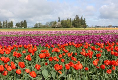 fields of color