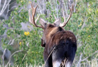 Tongues & Butts - Animals of Yellowstone & Grand Teton