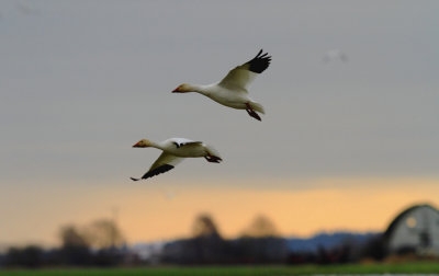 Skagit Valley Snow Geese 12/23/11