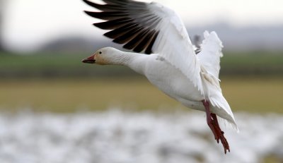 Skagit Valley Snow Geese 12/31/11