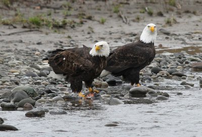 Bald Eagles in Deming, WA (Jan. 2012)