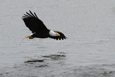 Bald Eagles in Deming, WA (Jan. 2012)