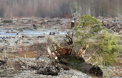 Bald Eagles in Deming, WA (Dec. 2011)
