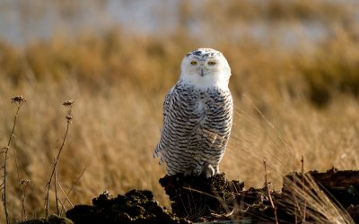 Snowy Owls *all galleries*