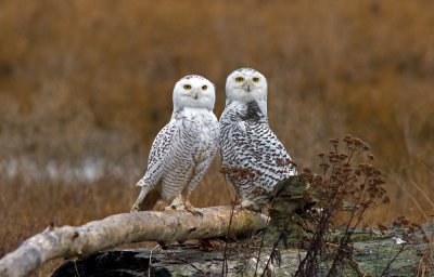 Snowy Owls 01/28/12
