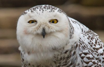 Snowy Owls 02/20/12