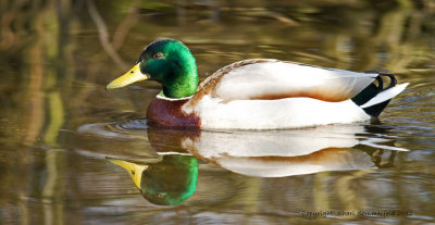 Ducks (March 2012)