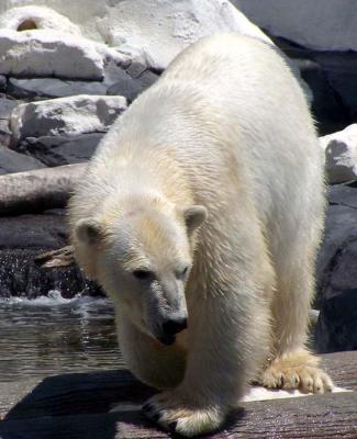 look at the size of those paws!