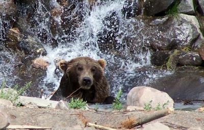 Bear - West Yellowstone