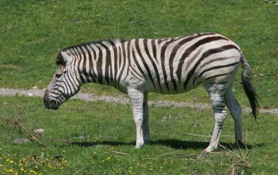 zebra