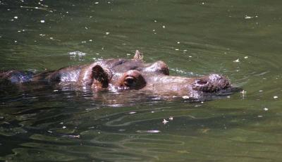 swimming hippo