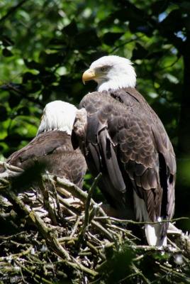 bald eagles