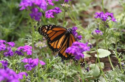 Monarch (Danaus plexippus)