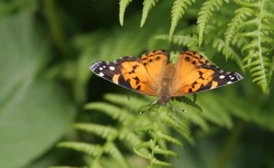 Painted Lady (Vanessa cardui)