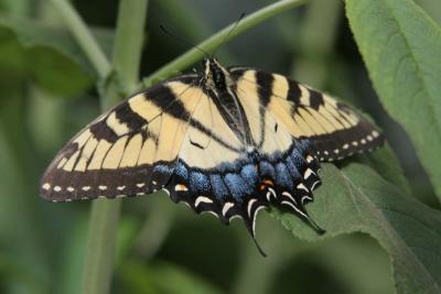 E. Tiger Swallowtail (Papilio glaucus)