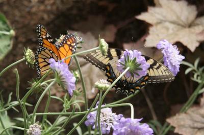Monarch (Danaus plexippus) & E. Tiger Swallowtail (Papilio glaucus)