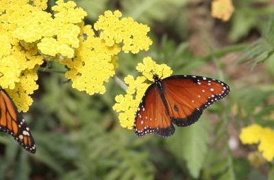 Queen (Danaus gilippus)