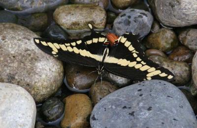 Giant Swallowtail (Papilio cresphontes)