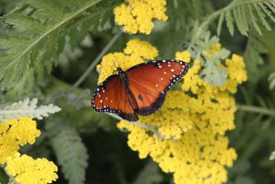 Queen (Danaus gilippus)