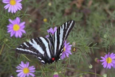 Zebra Swallowtail (Eurytides marcellus)