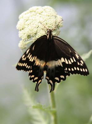 Papilio palamedes