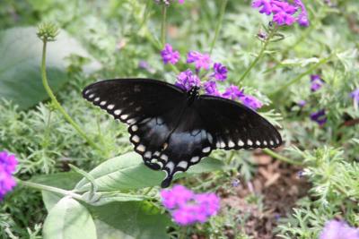 Spicebush Swallowtail (Papilio troilus)