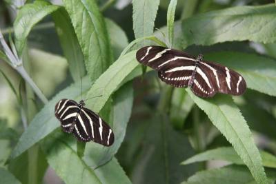 2 Zebra Longwings (Heliconius charitonius)