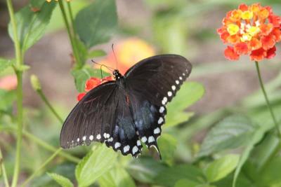 Spicebush Swallowtail (Papilio troilus)