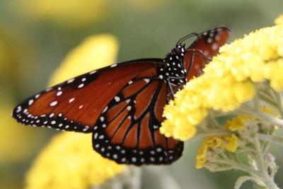 Queen (Danaus gilippus)