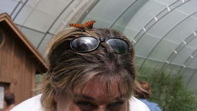 me with a Question Mark (Polygonia interrogationis) on my head