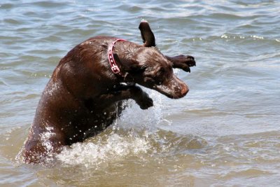 diving doggie - loves the water