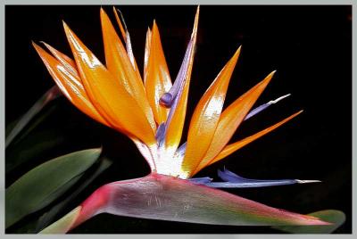 g4/23/641823/3/61321816.birdof_paradise.jpg