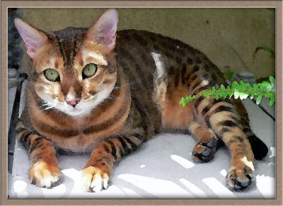 Family cat