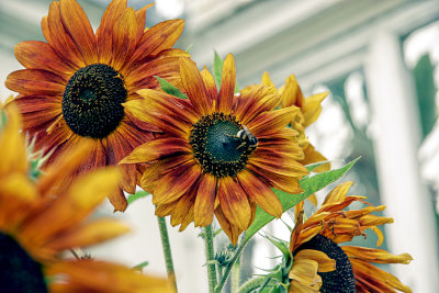 Flowers And Plants