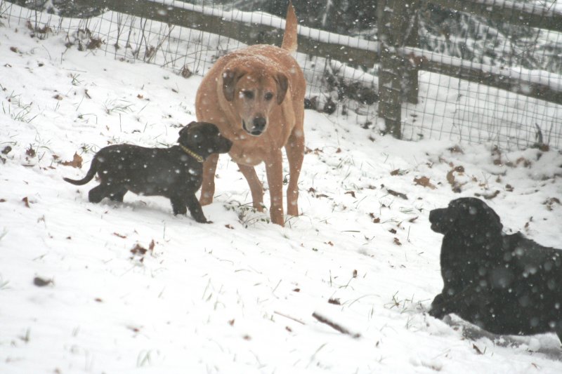 the dogs playing in snow