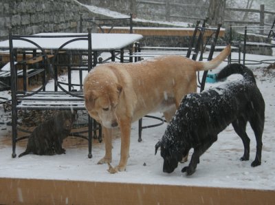 hannah, samson, and lucy