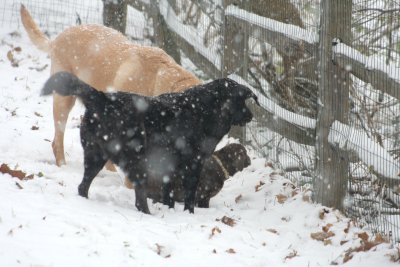 dogs in snow